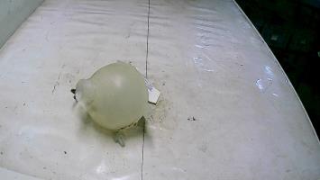 Vase d'expansion